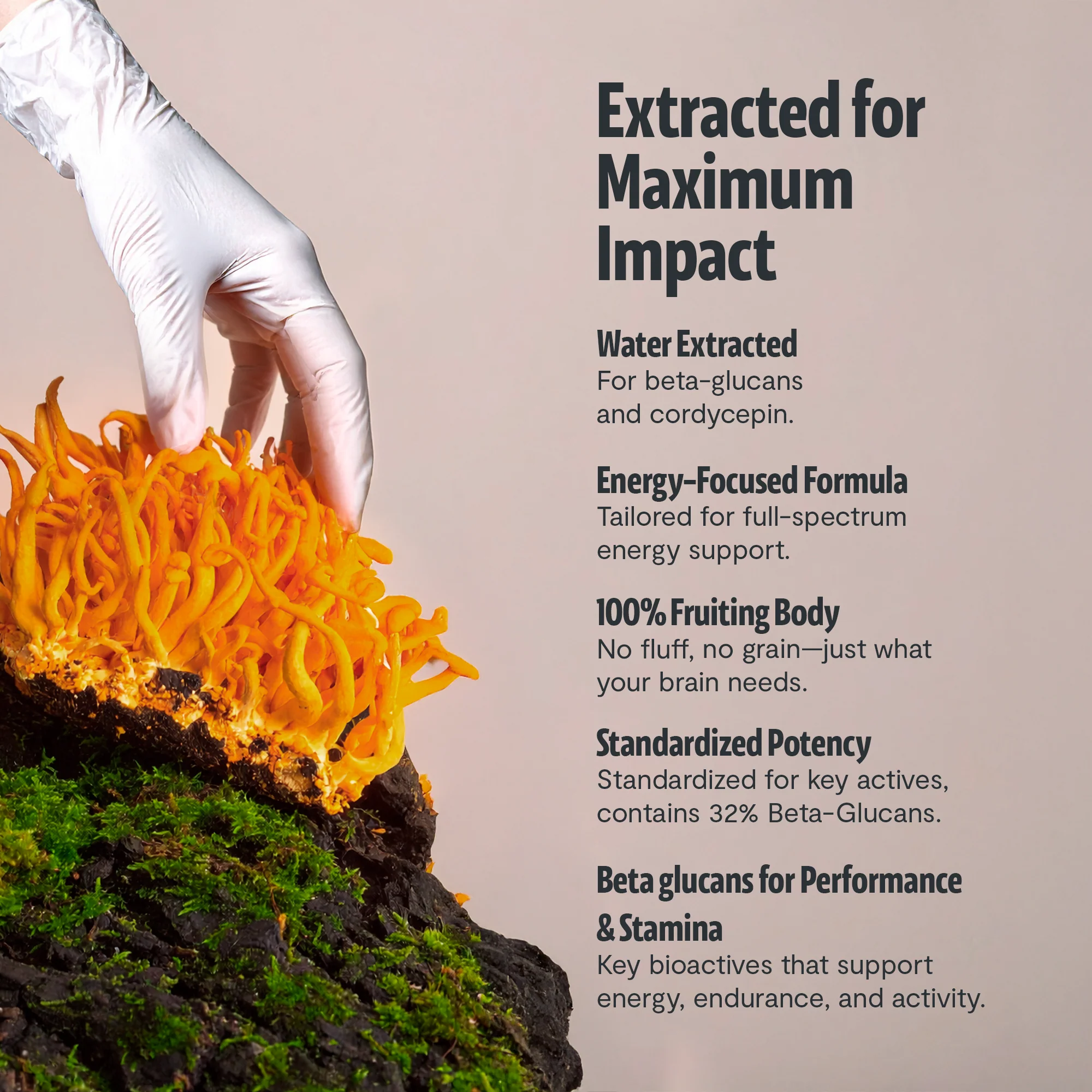 Cordyceps Mushroom Extract Capsules - Image 9