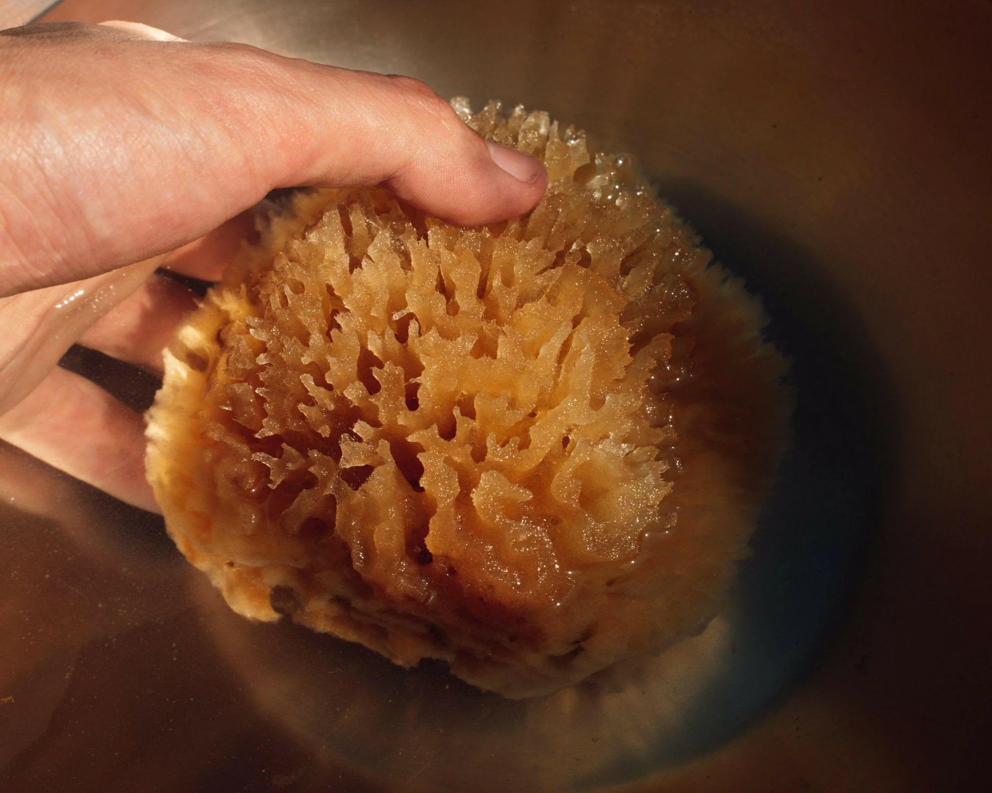 Sea Wool Sponge - Image 3